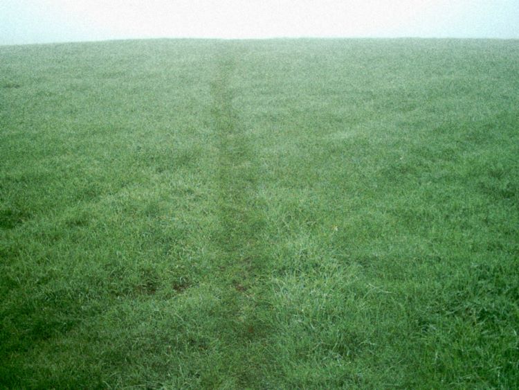 Spuren im Morgentau