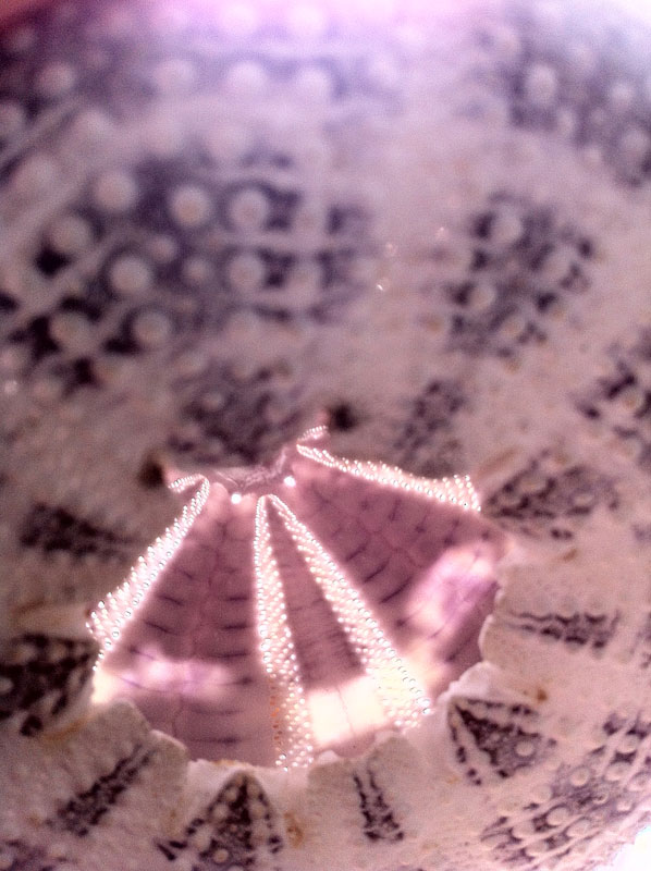 Shinealight
