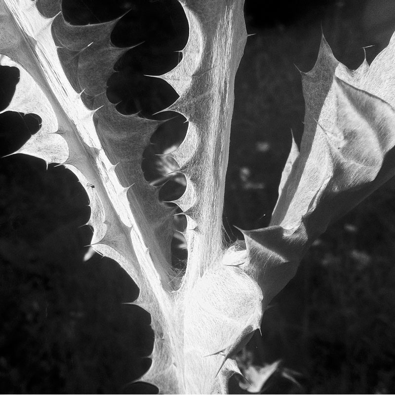 Aliendistel