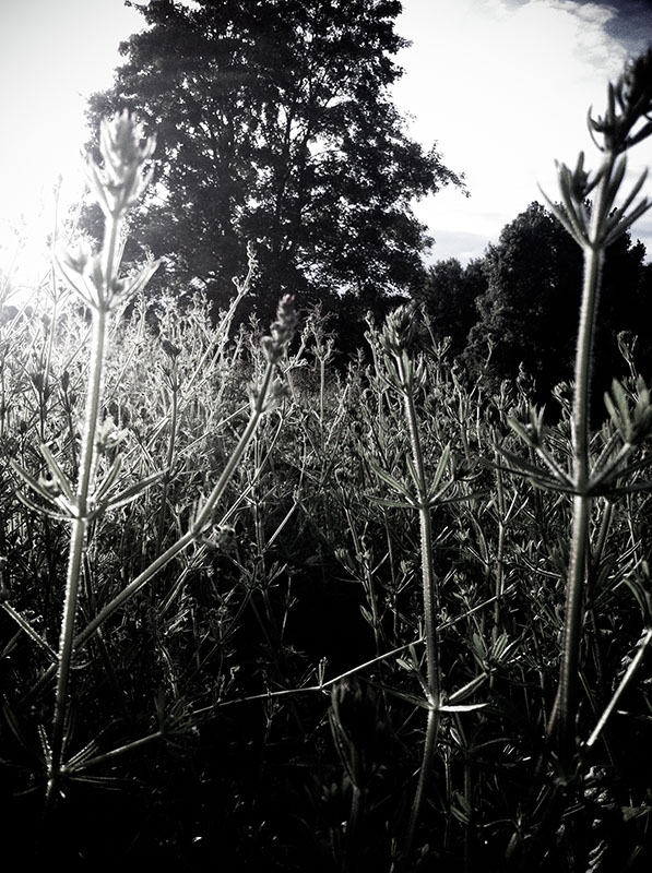 Kletten