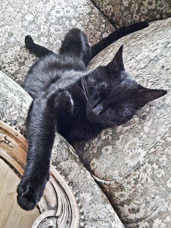Faulkatze