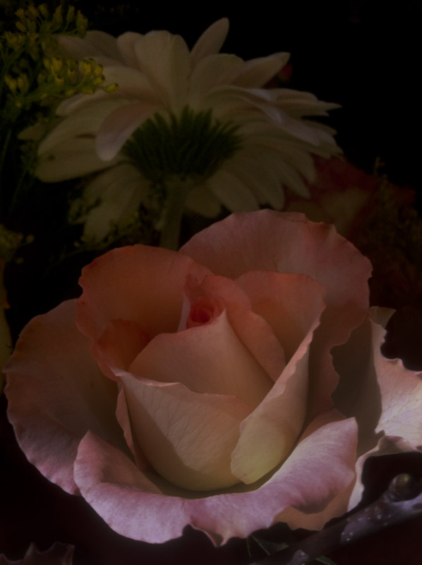 Rose eins