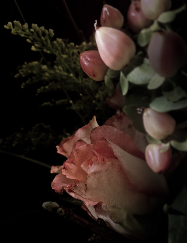 Rose drei