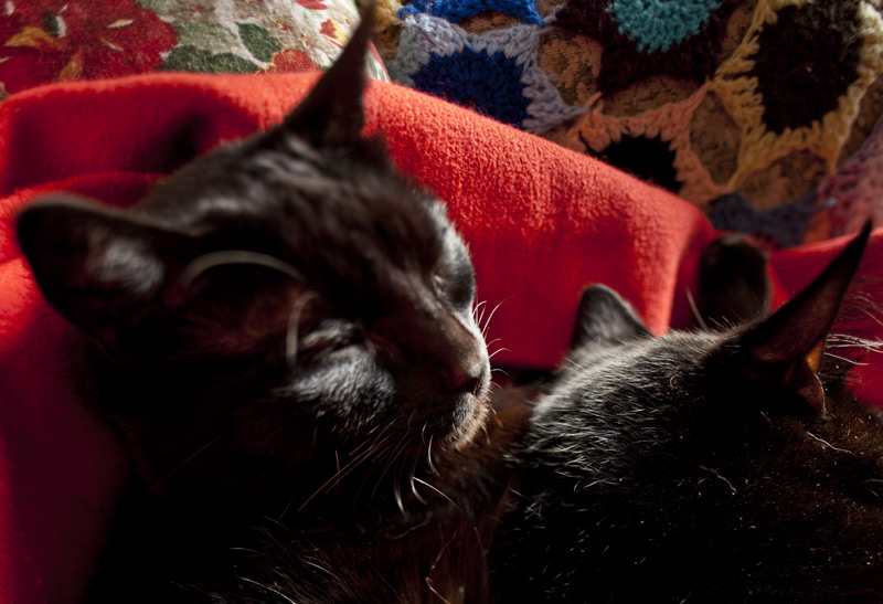 Peace of cats