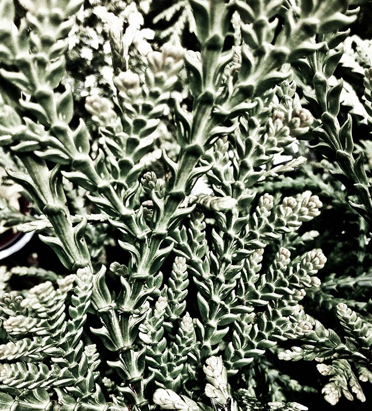 Thuja - Lebensbaum