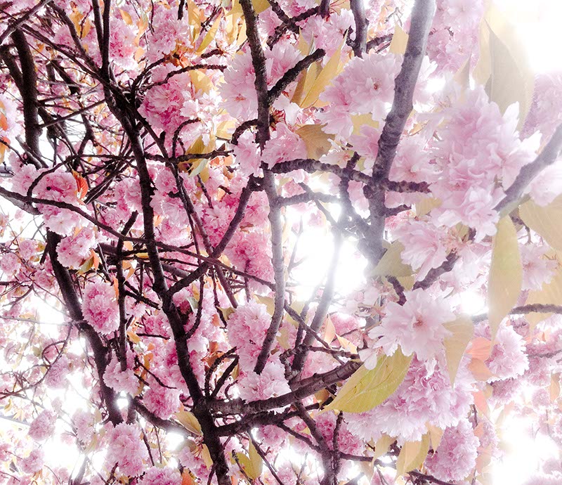 Hanami