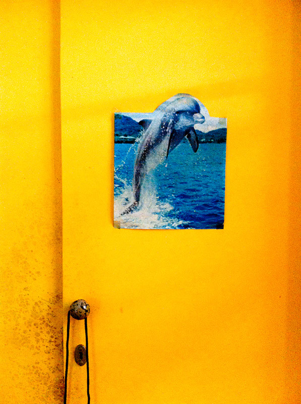 Delphin