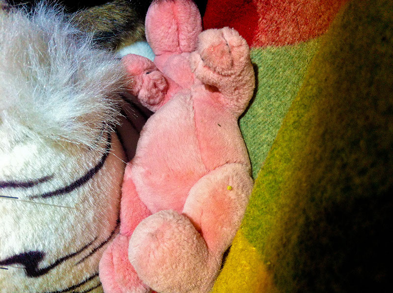Kuschelschwein