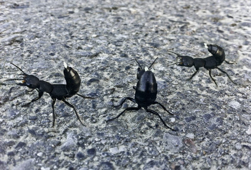 komische Kerbtiere