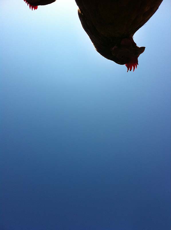 Chicken