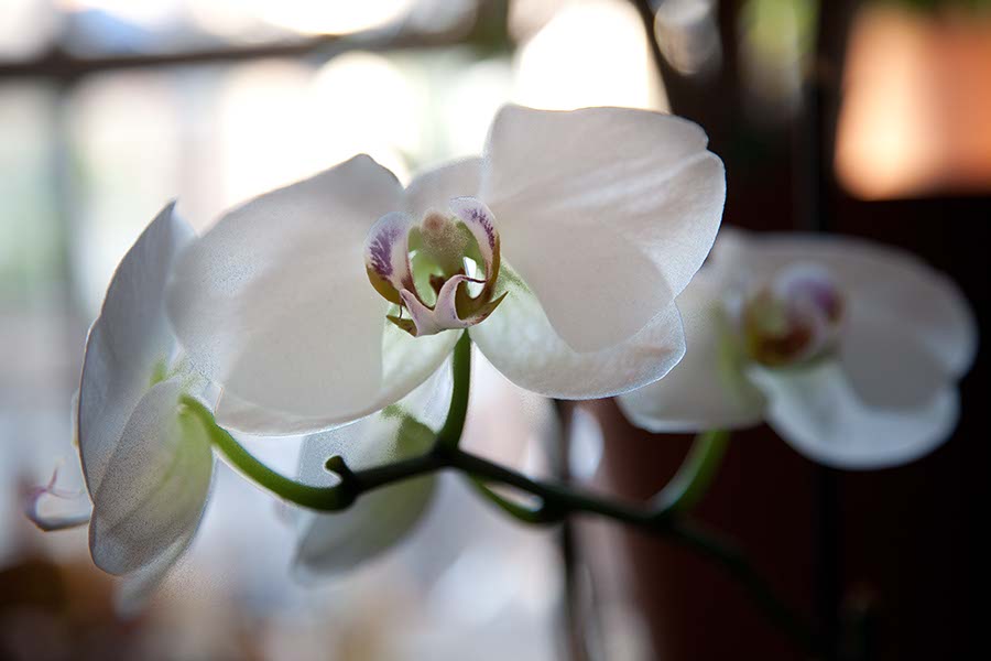 Unsere Orchidee