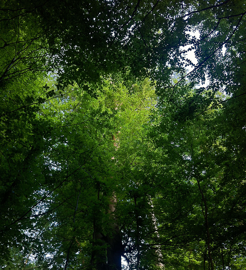 Waldstück