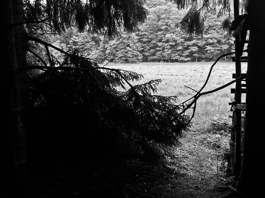 Waldwiese am Beverbach
