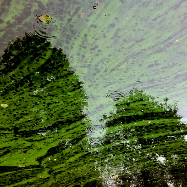 Teich am Klinikum Aachen bei Regen
